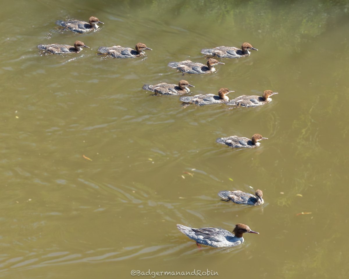 loveday_p's tweet photo. Bizarre angle as taken from bridge but ... mummy Goosander (Mergus merganser) with 10, yes 10(!) young @WildlifeTrusts @ShropsWildlife @Natures_Voice @_BTO @BritishBirdwatc #wildlife #birds #goosander https://t.co/gQjO17Cqmi