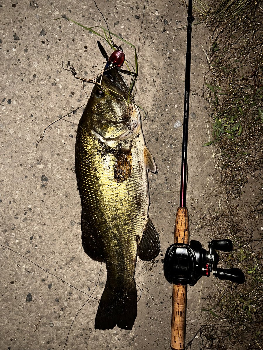 LURES237252's tweet photo. おはようございますバス🎣
また良いのもらっちゃいましたよ✨ https://t.co/rx68xrAm3i