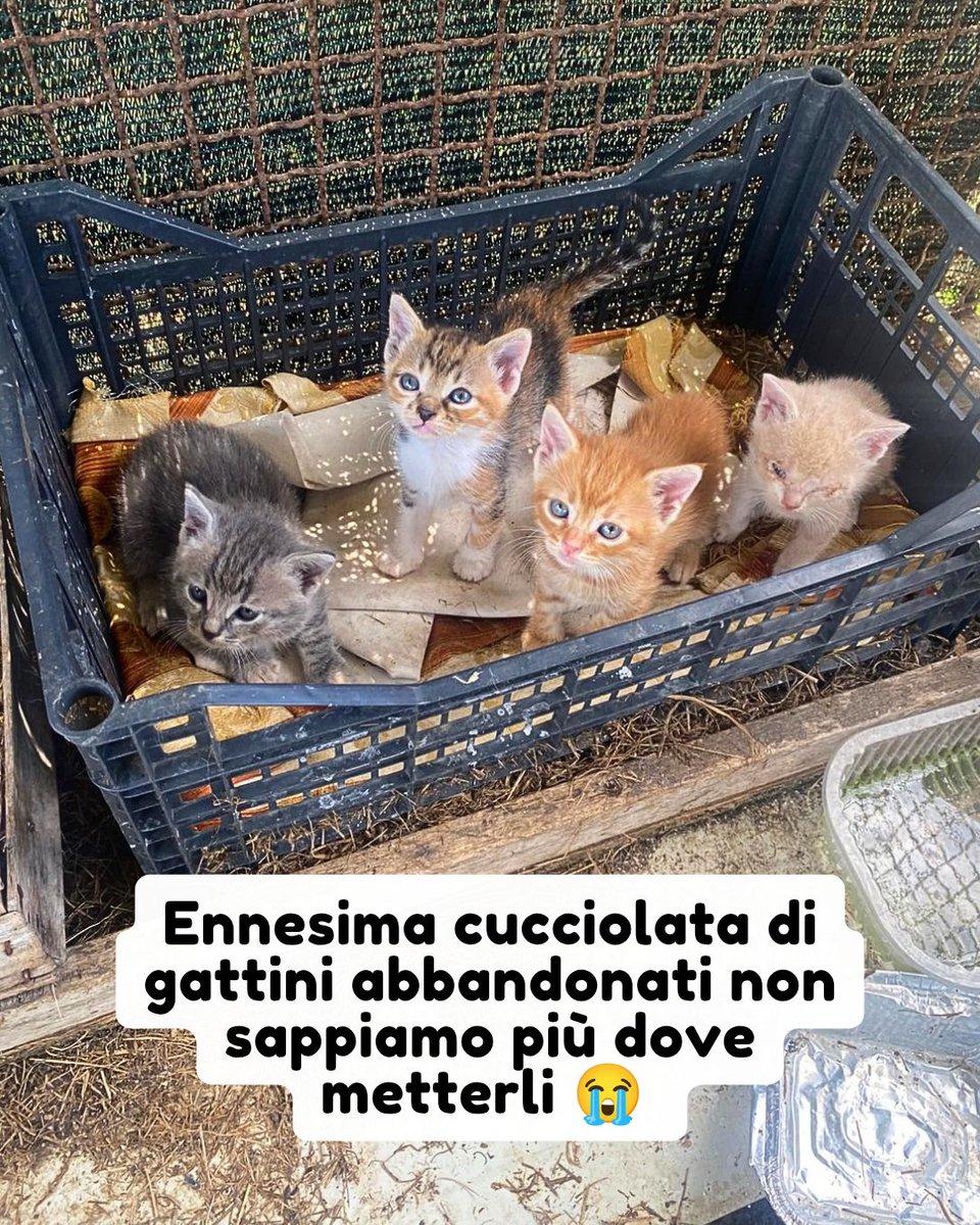 PetsProof's tweet photo. WhatsApp 339 6822853

Ci hanno lasciato questi gattini in una cesta 😔 si tratta dell'ennesima cucciolata abbandonata tra un pò non sapremo più dove metterli 😭

Si trovano a Frosinone e sono adottabili per chiunque ha la possibilità di venirli a prendere di persona #gattini https://t.co/aCBqwWpr2k