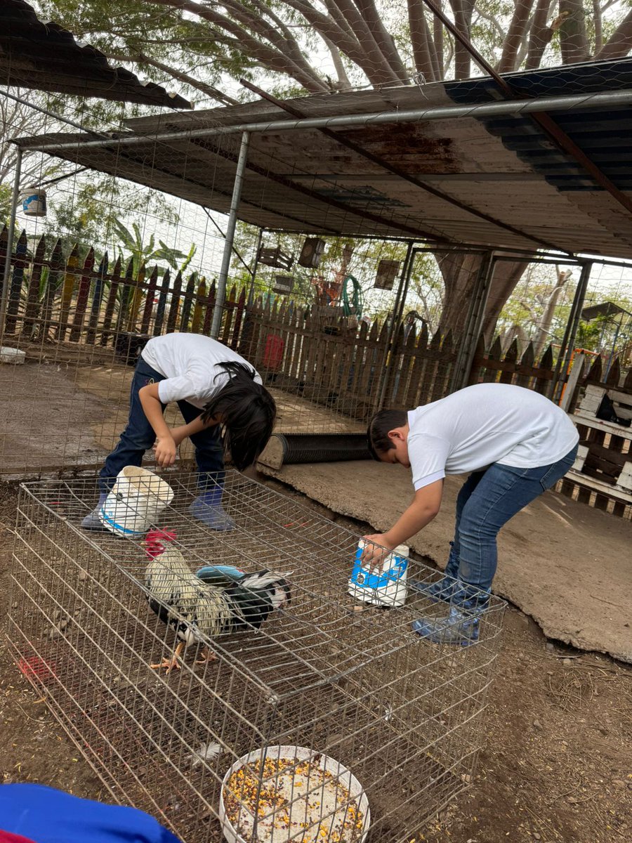 Ecomentesac's tweet photo. Perder el orden y la limpieza en los corrales es perder el control de la producción, por eso los granjeritos dentro de sus actividades pecuarias una parte de su jornada la destinan a esto. Ordenando y la limpiando corrales los pequeños Ecomentes están construyendo un mundo mejor. https://t.co/TTHkMmTK9H