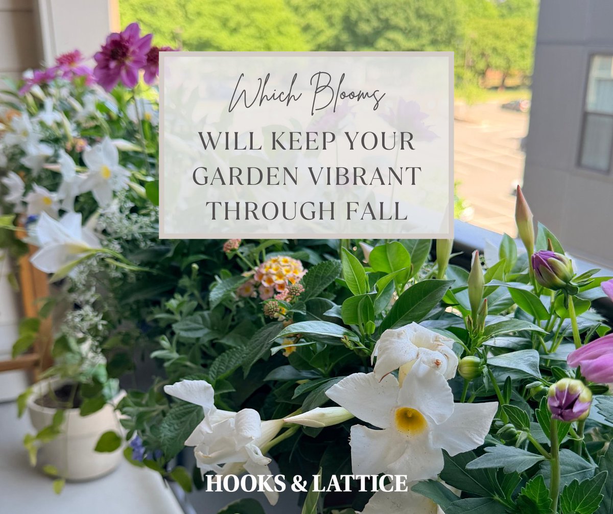 hooksandlattice's tweet photo. The key to long-lasting color is creating the right growing environment. Meaning proper drainage &amp; moisture to help plants thrive.
Here are reliable bloomers:
Petunias
Geraniums
Million Bells
Verbena
Lantana https://t.co/5iDzMMcWF7