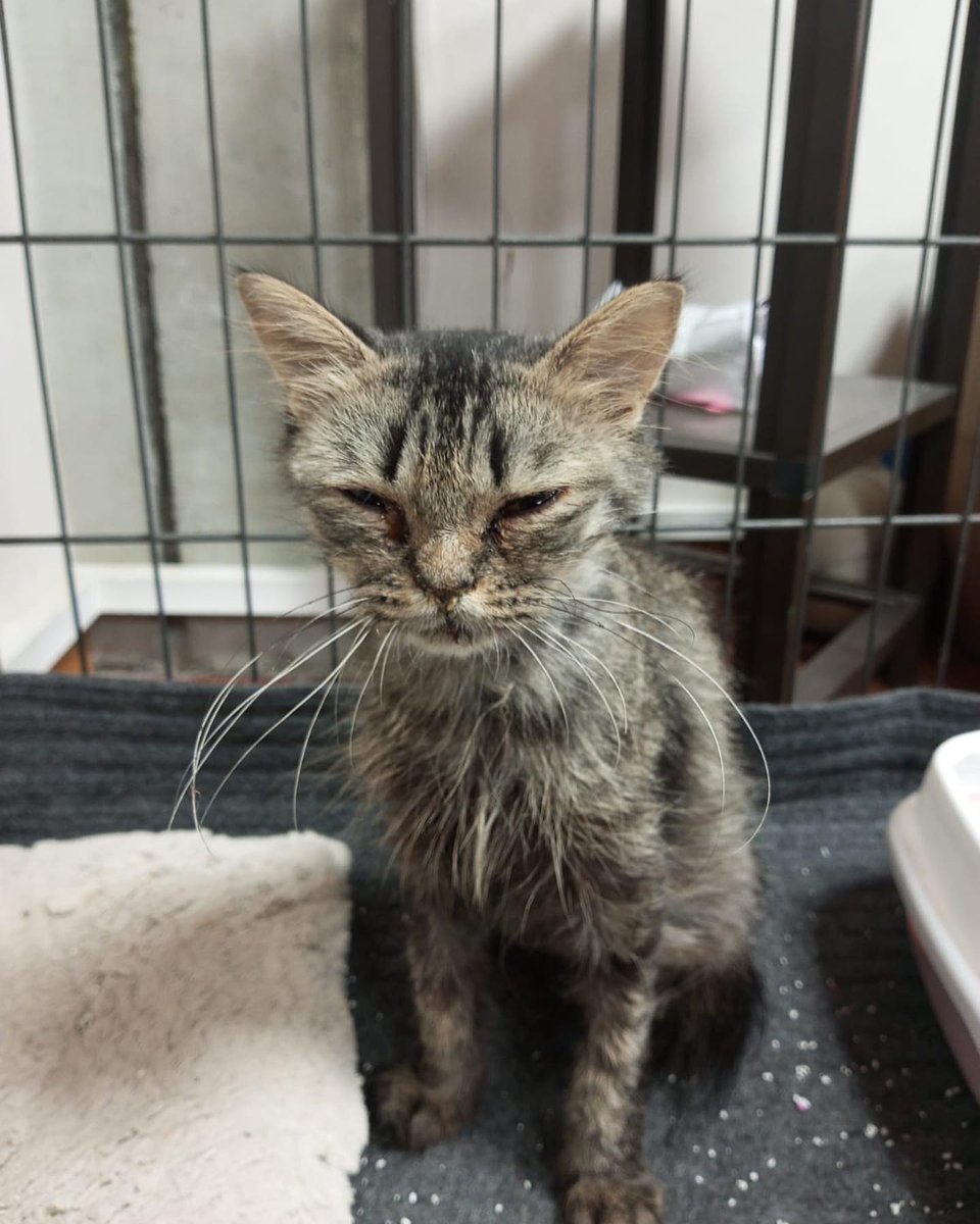 hvhpio15315dhd7's tweet photo. ‼️ UPDATE 
We suspected that Gypsy might be pregnant and Gypsy was indeed expecting kittens.

Treating her became so delicate, as we couldn't risk harming the lives growing within her.

Sadly, Gypsy's condition deteriorated, leaving her struggling for every breath. https://t.co/kEOOuKnrcK