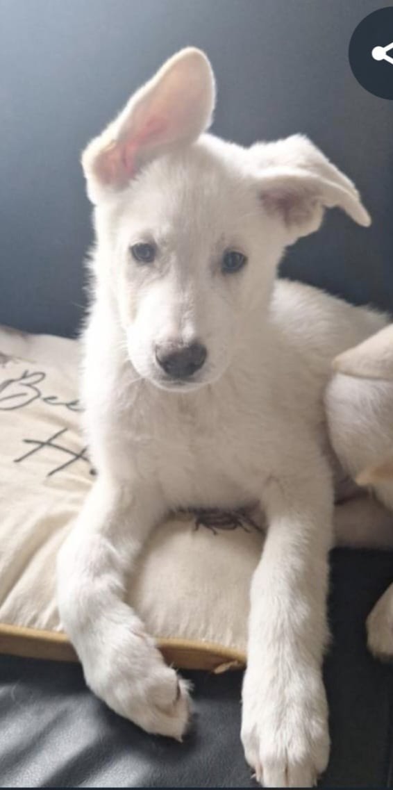 millypod1's tweet photo. 🆘27 MAY 2026 #Lost Harry #ScanMe
German Shepherd Cross Male #PUPPY 
Sighting in Nelson Avenue around 12pm today
#Howden #Livingston #EH54 
City of #Edinburgh #Scotland
He is timid but approachable.
https://t.co/A1LfDndPJC https://t.co/Lya3CxnNmm