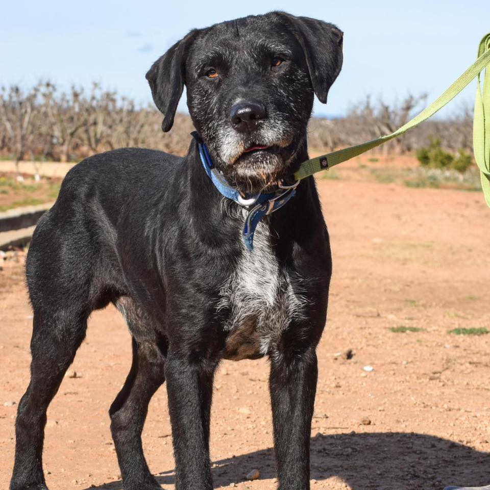 SosAbuelos1's tweet photo. Solo #ComunidadValenciana
#BASQUIAT tiene 10 años y está hecho un jovenzuelo!
Es simpático y muy curioso; saluda a los perros en los paseos, aunque en la convivencia, prefiere las hembras o ser “hijo único”
Necesita familia
Contacto; WhatsApp 661 86 48 08 // 662 36 64 80 https://t.co/MnhTgbN3k9