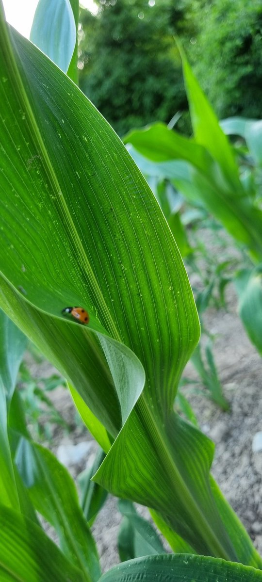 bubu1664's tweet photo. 😅 ya une semaine je disais bordel o poussote 7 feuilles
Aujourd'hui 12 feuilles
Stade au dessus du genou pour le 1er😋 #cornlovers #agriculture https://t.co/Cs9tbkGVNu