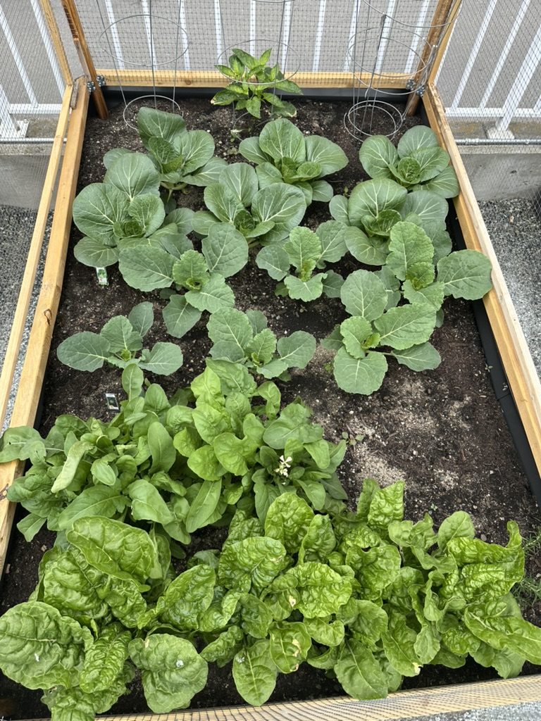 PhilBlaisDev's tweet photo. Growing your own food is awesome, regardless of the amount. https://t.co/kLtsB85TCJ
