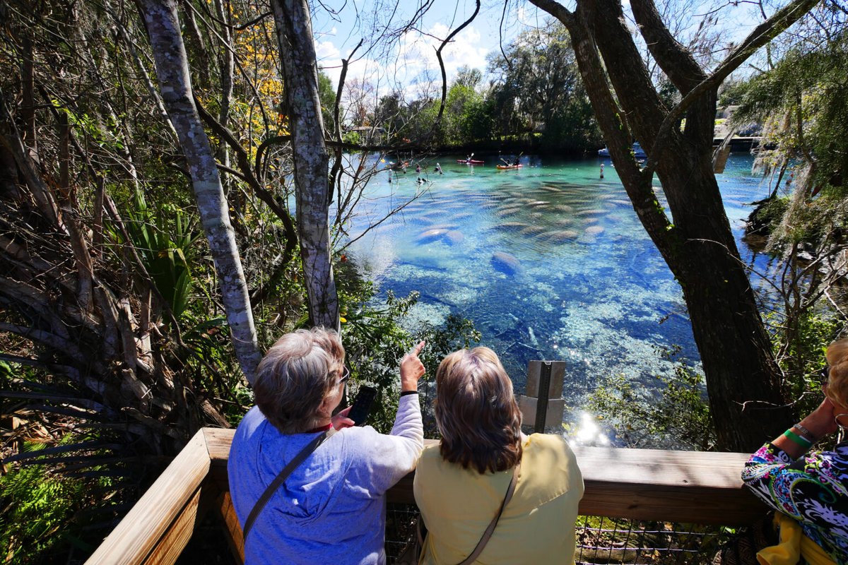 WhereverFamily's tweet photo. Stay cool in Crystal River, Florida, this summer! 

@DiscoverCR_FL 

© https://t.co/mshafVNr17
https://t.co/aPkyekhAwW https://t.co/ENStOfcPgx