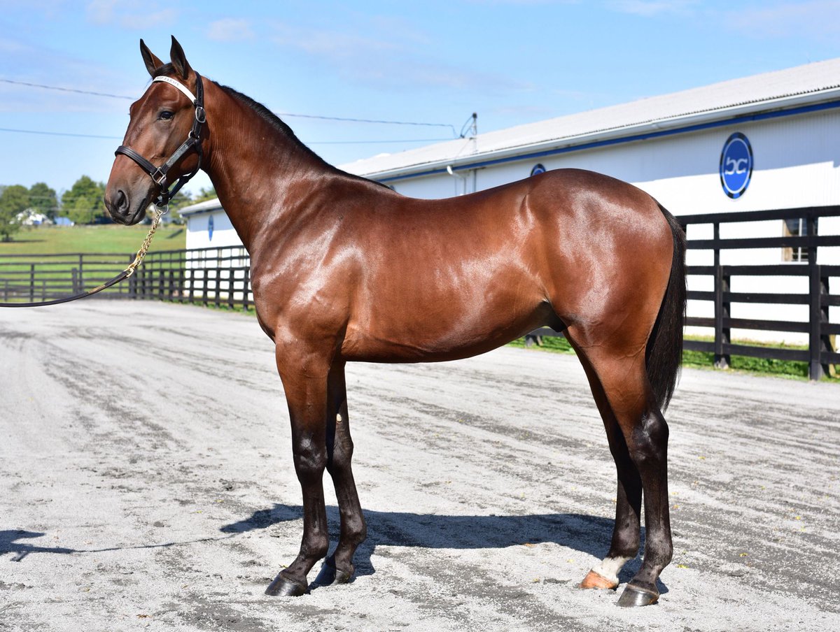BlueChipGuru's tweet photo. Sevenato, formerly Argyle Blue Chip, won a division of the New York Sire Stakes for 3 Year Old Colts by two lengths at Vernon! 🏆

He’s Blue Chip-bred, raised, sold, and sired (Chapter Seven)! Congratulations to Trond Smedshammer and Purple Haze Stables! https://t.co/2EaKctLVvI