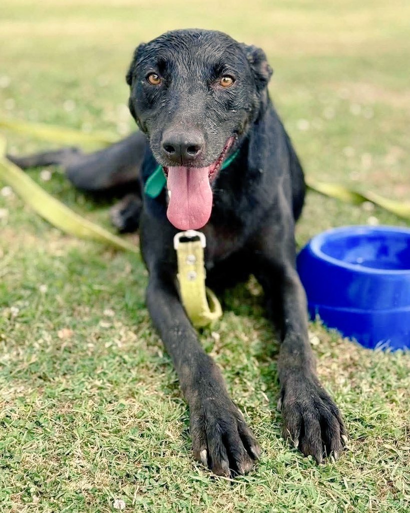 elcampito's tweet photo. Ellos son algunos de los cientos de camperitos que aún esperan un hogar. 
En el día del perro sin raza deseamos que por lo menos uno de ellos consiga una familia en su día. 🙏🏻
Para adoptar ingresa 👇 https://t.co/JR2yOnMvzr o envia un mail a adoptantesdelcampito@gmail.com 😍 https://t.co/0gaP3Hm6hO