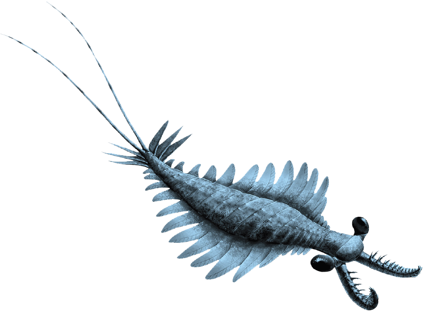 NatSciChannel's tweet photo. 🚨NEW STUDY DROP🚨

New euarthropod is named Oreinorema bergstroemi, from early Cambrian Chengjiang biota. This thing looks like a radiodont from afar, but key features (like the mouthparts) place it outside of the group. It's a transitional form!

🎨: Xiaodong Wang https://t.co/GIOLJLEbaf