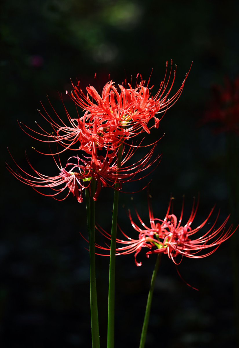 elpiiphoros's tweet photo. spider lilies ! https://t.co/HQJSBMIAWq