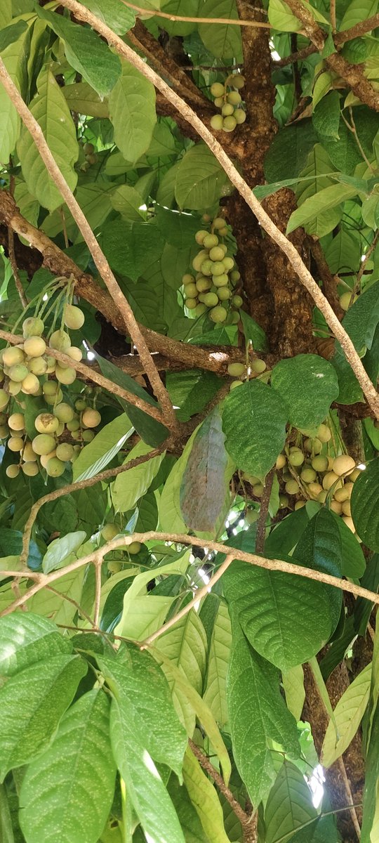 MLukmanSaid83's tweet photo. Buah Duku disamping rmh sudah mulai menguning, buah perdana baru belajar buah,. Semoga buah berikutnya makin lebat buahnya,.. aaaamiiin.... 🤲🤲🤲
#Duku https://t.co/g1UKGVsTkr