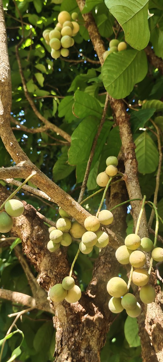MLukmanSaid83's tweet photo. Buah Duku disamping rmh sudah mulai menguning, buah perdana baru belajar buah,. Semoga buah berikutnya makin lebat buahnya,.. aaaamiiin.... 🤲🤲🤲
#Duku https://t.co/g1UKGVsTkr