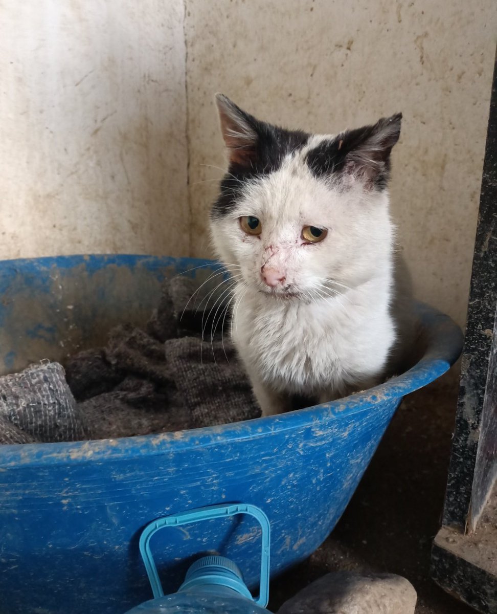 nalsignn's tweet photo. Bu bebek pamuk gibi, tasmalı, arada bir bahçeye gelip mama yiyen bir çocuktu. Muhtemelen kızgınlığa girdiği için bırakmışlar önce tasması çıktı sonra zayıfladı eli yüzü yara bere içinde kaldı. Ağzında da birşey var gibi. Bir süre bağışıklığını destekleyip sonra kısırlaştıracağım. https://t.co/ZCwjtdnG1j