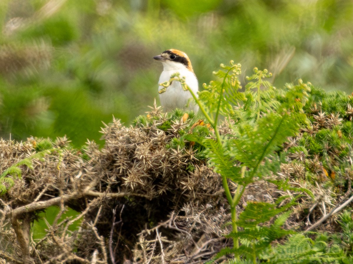 petesutton1910's tweet photo. Woodchat Shrike at @RSPBSouthStack today... the heat haze was brutal!! Then on to the hills above Aber Falls where I managed to connect with this smart male Ring Ouzel. Shame about the half-term holiday traffic on the A55 🤬 https://t.co/KUk9M9ufiZ