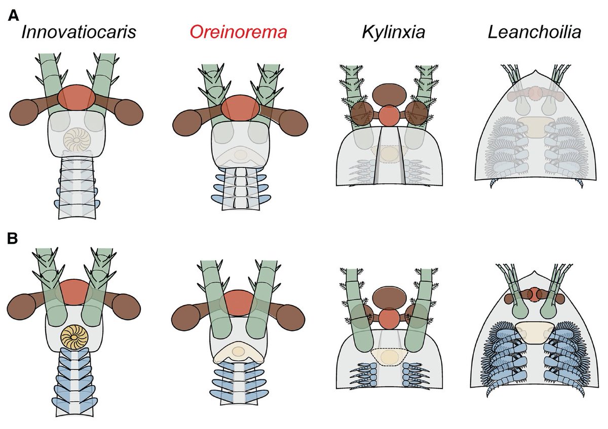 NatSciChannel's tweet photo. 🚨NEW STUDY DROP🚨

New euarthropod is named Oreinorema bergstroemi, from early Cambrian Chengjiang biota. This thing looks like a radiodont from afar, but key features (like the mouthparts) place it outside of the group. It's a transitional form!

🎨: Xiaodong Wang https://t.co/GIOLJLEbaf