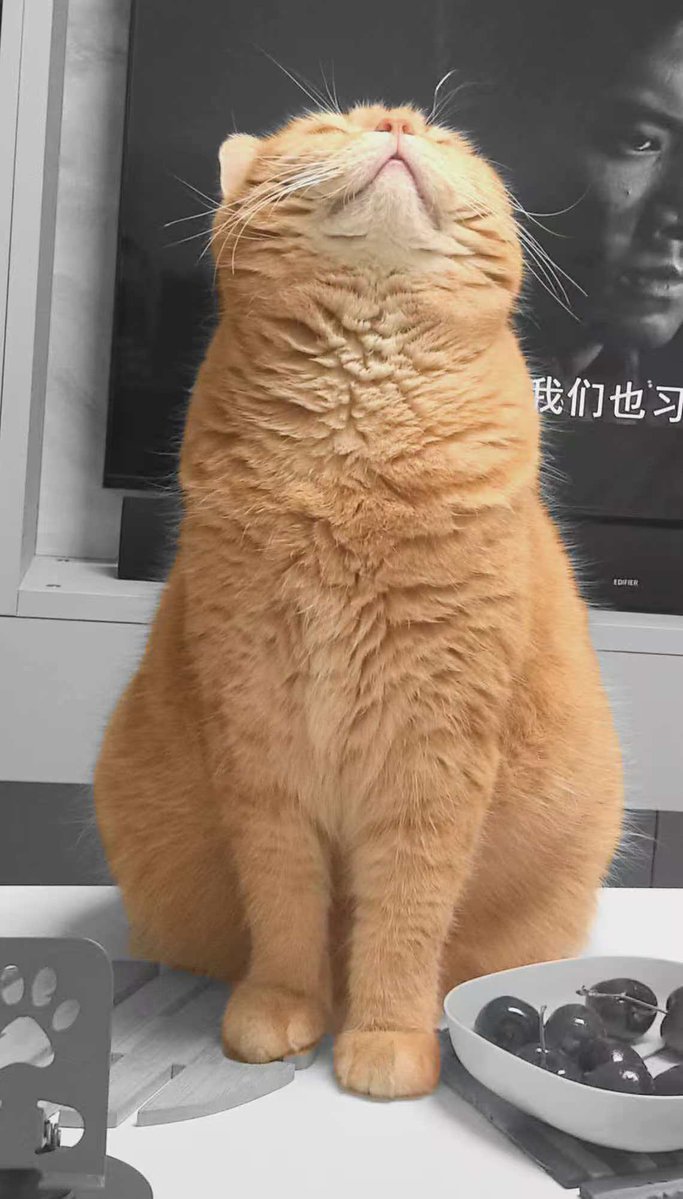 一只人 tweet media