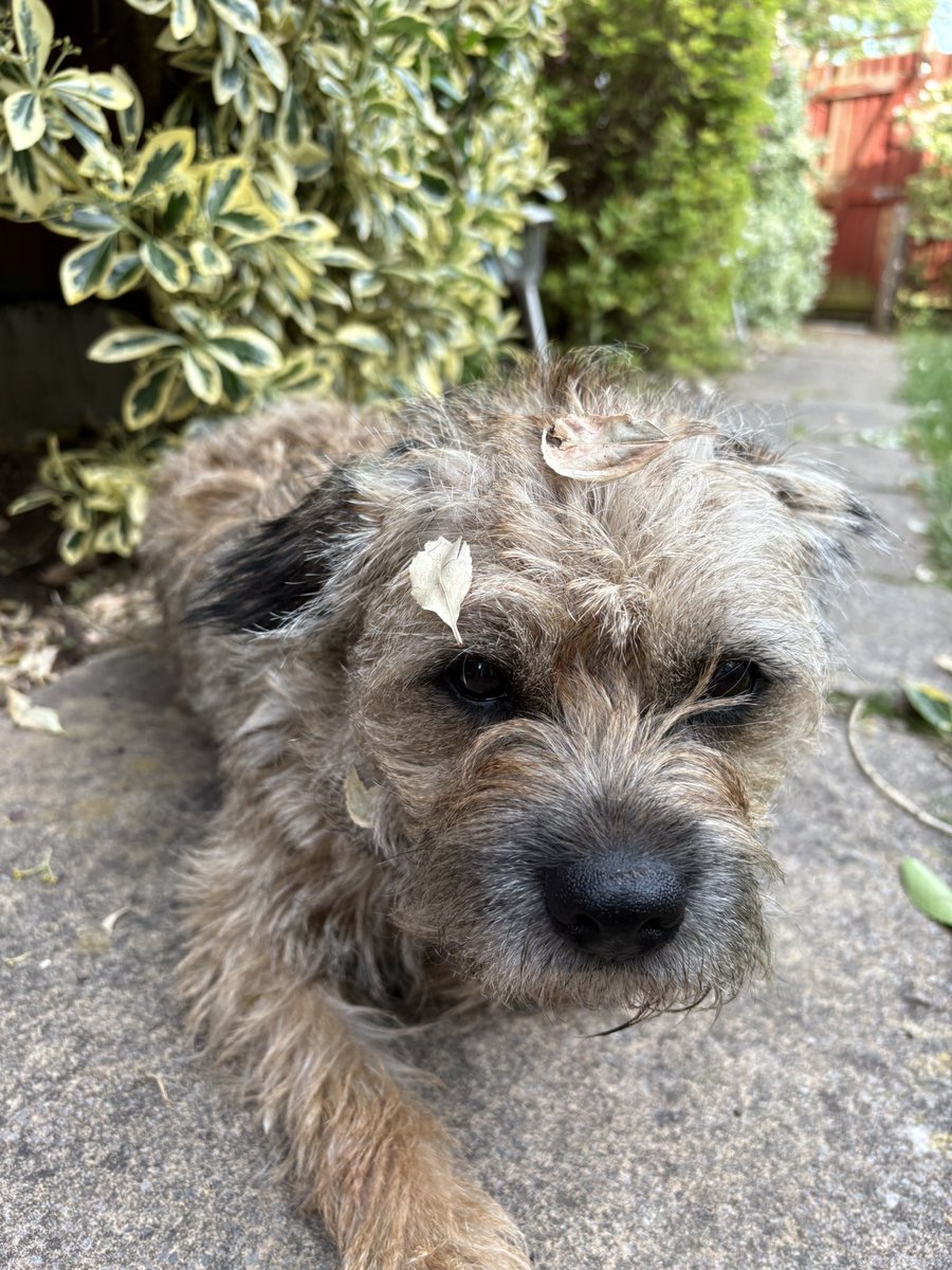 BorderTeddyer's tweet photo. Pals, I’m not beating the allegations that I’ve been sleeping in the flowerbed again 🤭 https://t.co/JSOuq2J4V6