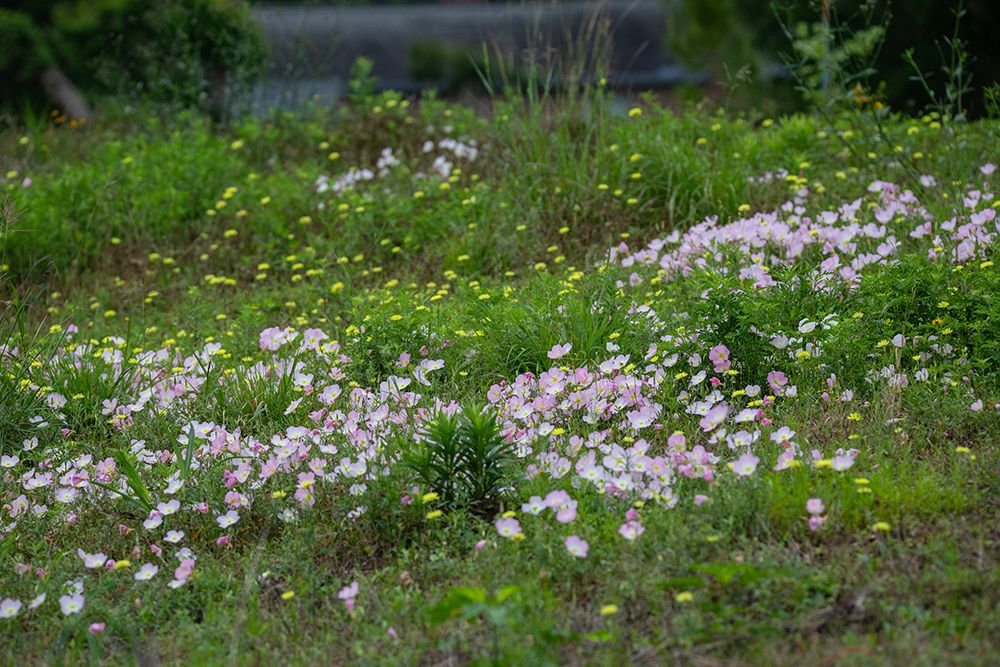 hcfcd's tweet photo. Wildflowers are blooming across Harris County! Here are a few top spots to catch them in bloom: https://t.co/LqVErKOoLU  These native plants don't just brighten the landscape; they stabilize soil, support pollinators, and reduce how often we need to mow.  #MaintenanceMatters https://t.co/xlxTZ5HmpQ