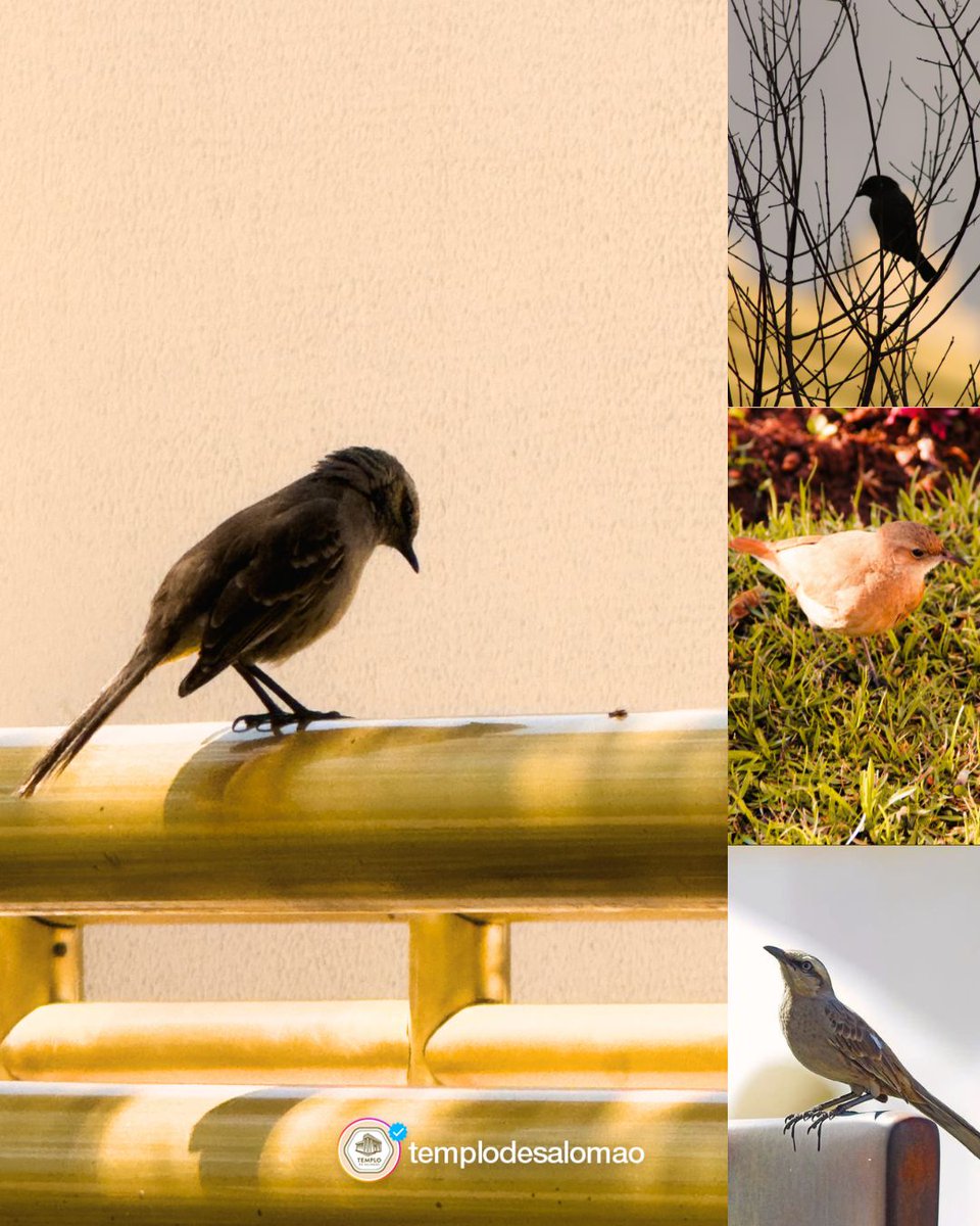 TemplodeSalomao's tweet photo. “Olhai para as aves do céu, que nem semeiam, nem segam, nem ajuntam em celeiros, e vosso Pai celestial as alimenta. Não tende vós muito mais valor do que elas?” - Mateus 6:26

Todos nós enfrentamos necessidades, preocupações e desafios, mas Deus conhece cada uma delas. https://t.co/uB3ahfGQAF