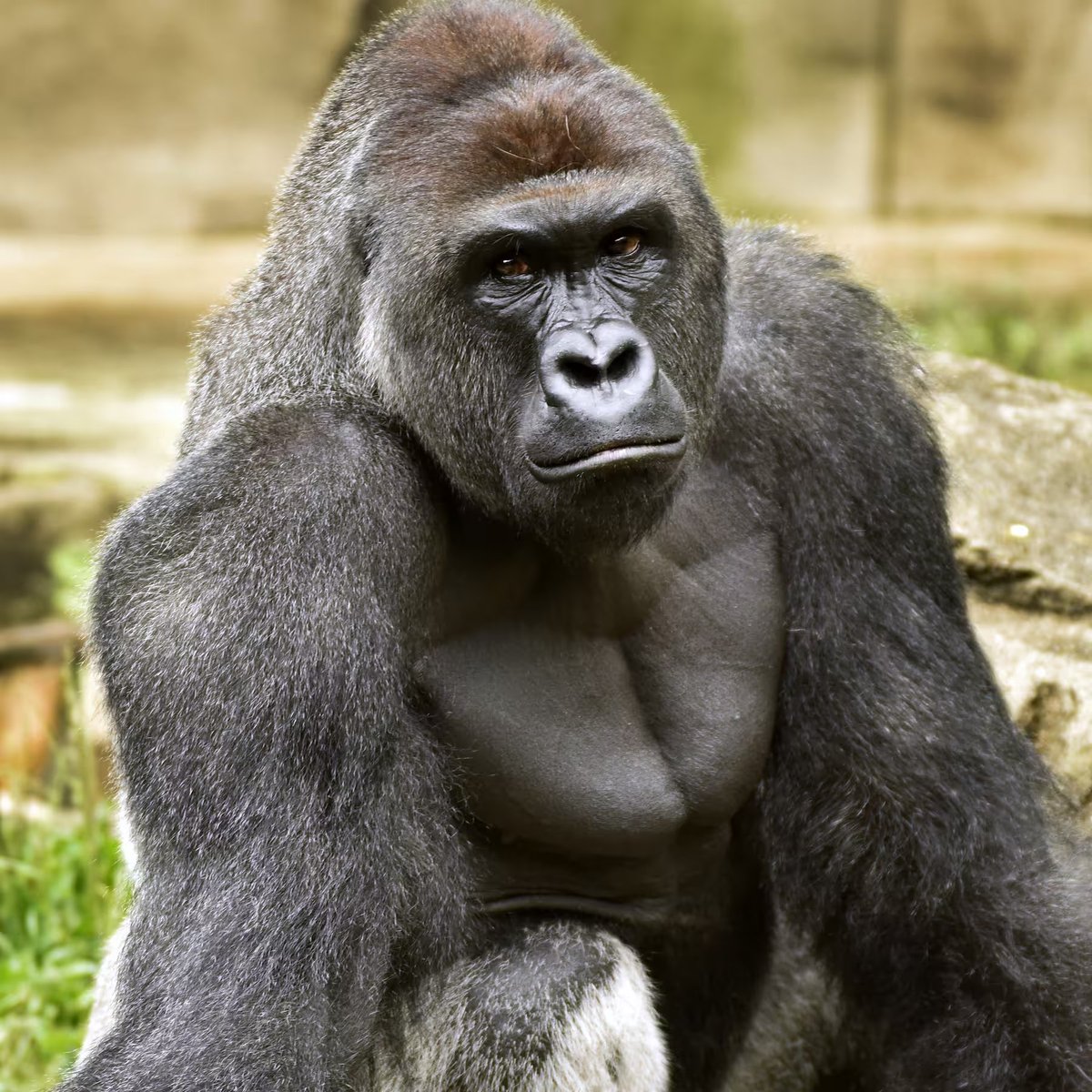 CyberKongz's tweet photo. Every Gorilla Matters.

RIP Harambe. https://t.co/K14kG8bVEL