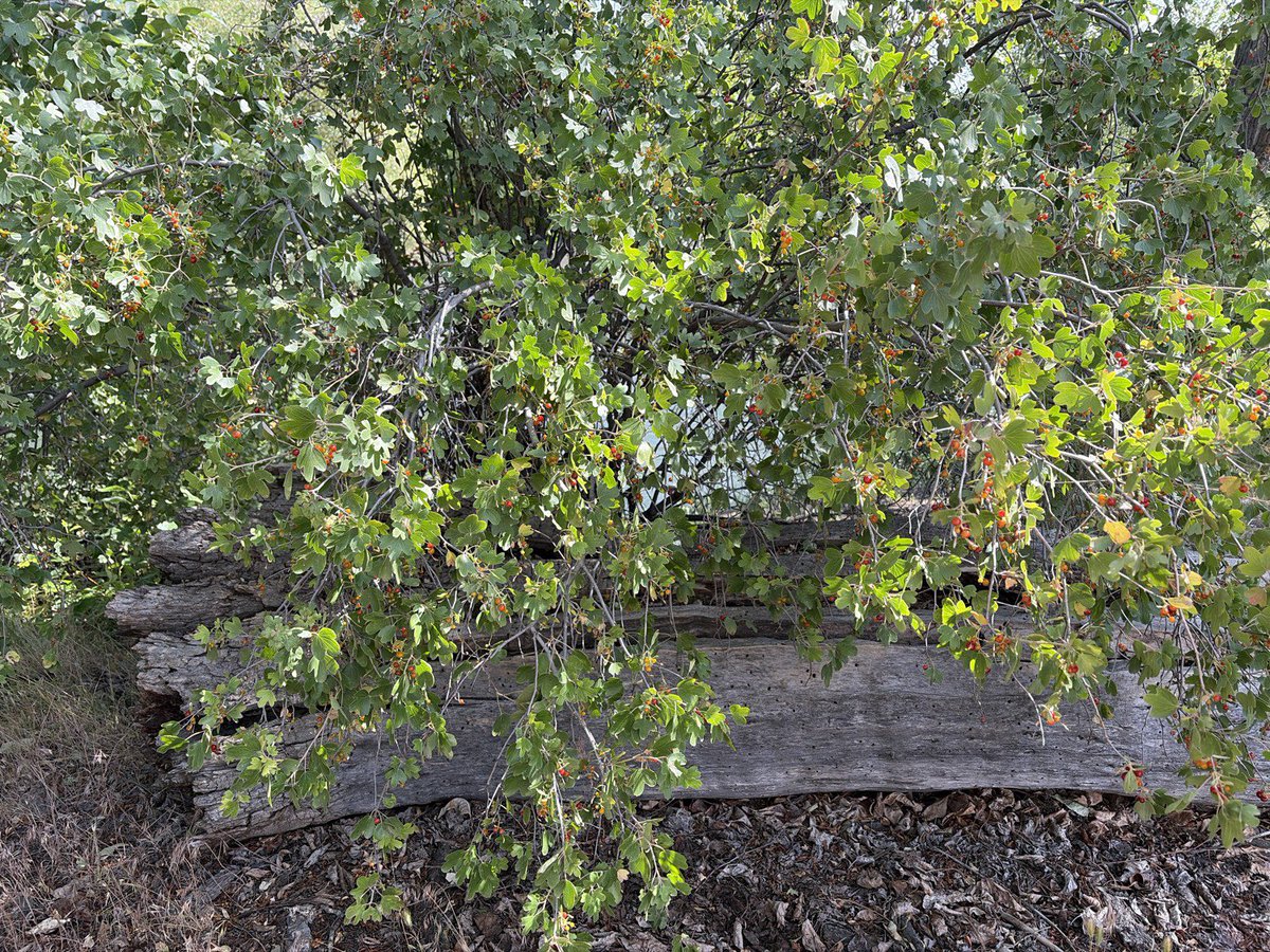 Sys2Consulting's tweet photo. Thank you, @grok for identifying these plants along my bike ride today!  I was a bit lat for wild rose hips. However, the cherries and currant berries will make an excellent jam!  I look forward to the blackberries ripening in August! https://t.co/nBc0V62Wz0