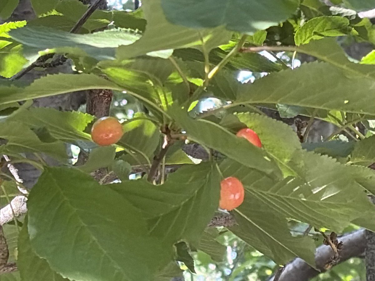 Sys2Consulting's tweet photo. Thank you, @grok for identifying these plants along my bike ride today!  I was a bit lat for wild rose hips. However, the cherries and currant berries will make an excellent jam!  I look forward to the blackberries ripening in August! https://t.co/nBc0V62Wz0