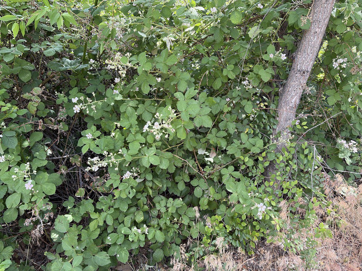 Sys2Consulting's tweet photo. Thank you, @grok for identifying these plants along my bike ride today!  I was a bit lat for wild rose hips. However, the cherries and currant berries will make an excellent jam!  I look forward to the blackberries ripening in August! https://t.co/nBc0V62Wz0