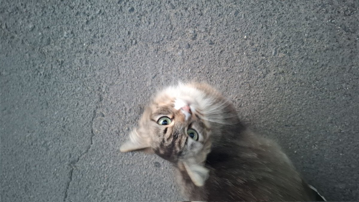 pumpkin_wind's tweet photo. бачила таку красотулічку 🐈 https://t.co/4lMRCHVRwB