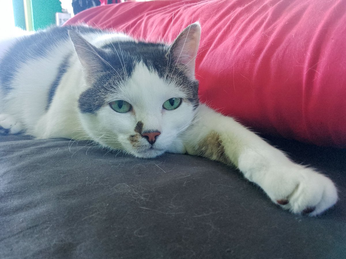 ShivaandJaya's tweet photo. It be the eve of #FrontpawFriday, and this time it no been cancel!
Yous just go show that paw and hope that annoying pawpurrazzi go leave soon because nap schedules be important! https://t.co/3d66orKFb0