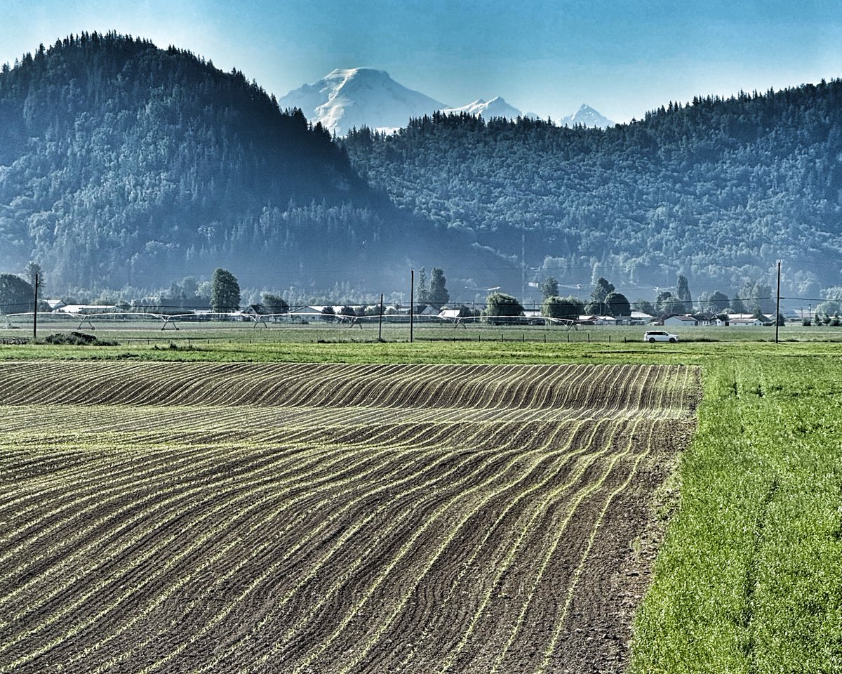 dmerlyn's tweet photo. This morning's walk along the Matsqui Trail near Abbotsford, British Columbia, Canada.  Looking south to Mount Baker. https://t.co/qBjBRrLnnU