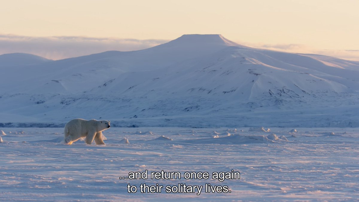 NabilTarantino's tweet photo. polar bear situationship https://t.co/cr6CdBDLEz