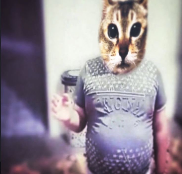 kitty tweet media