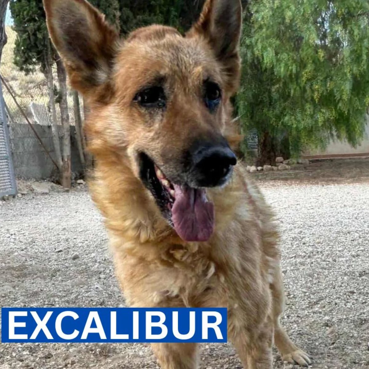 SosAbuelos1's tweet photo. #MURCIA
#EXCALIBUR va a cumplir 8 años. Enamora a todo aquel que se le acerca. Se ilumina cuando llega la hora del paseo

Es sociable con perros grandes, con los pequeños, por el momento le cuesta. 

Excalibur busca una familia

Puede viajar.

Contacto: 613 05 91 45 https://t.co/aeSMtRnMyh