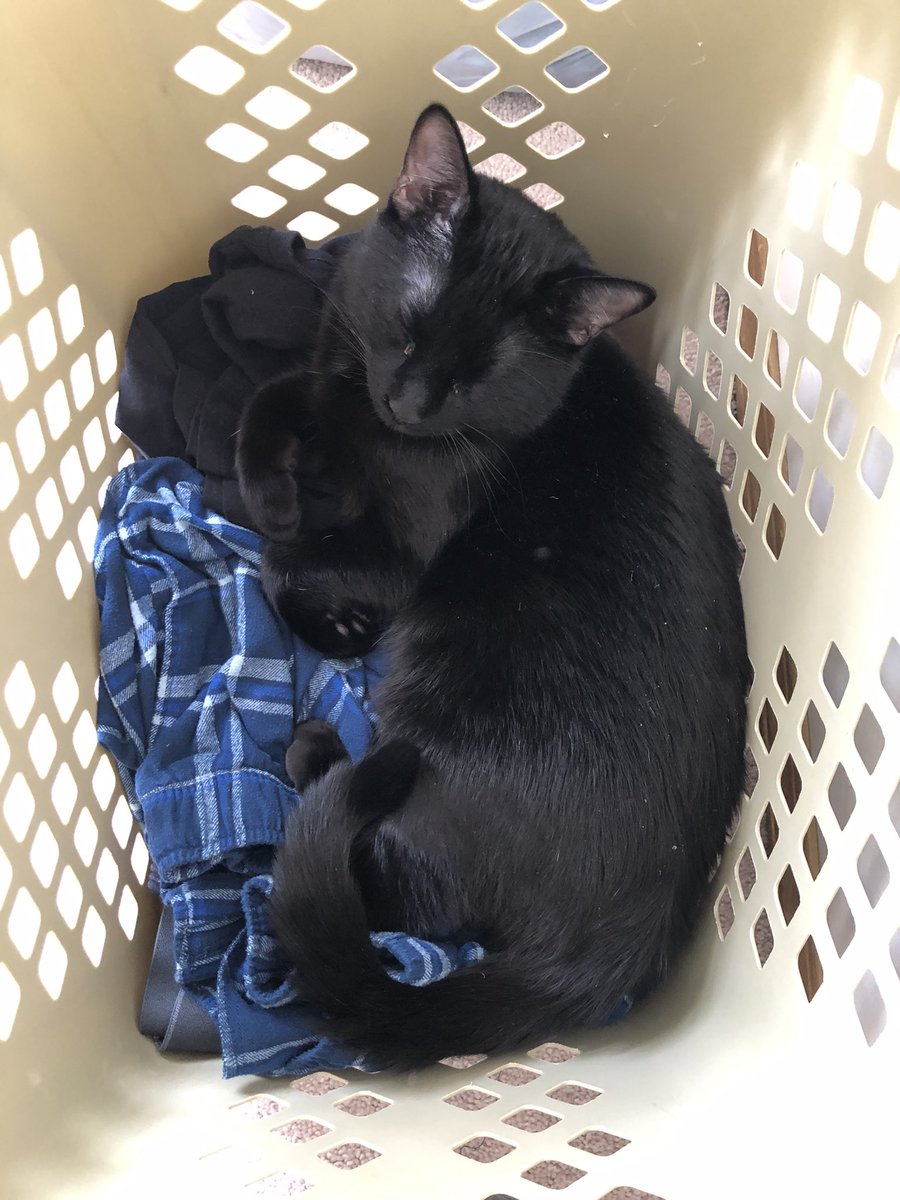 Shanni1205's tweet photo. @DrPol Has a habit of laying on the clean clothes in the laundry basket 🧺 https://t.co/6gG5Q8Rt8c