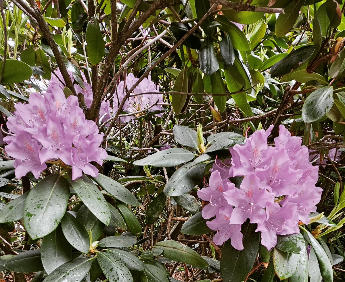 kybacca's tweet photo. 📍 Stanley Park https://t.co/ETdm51p3hE