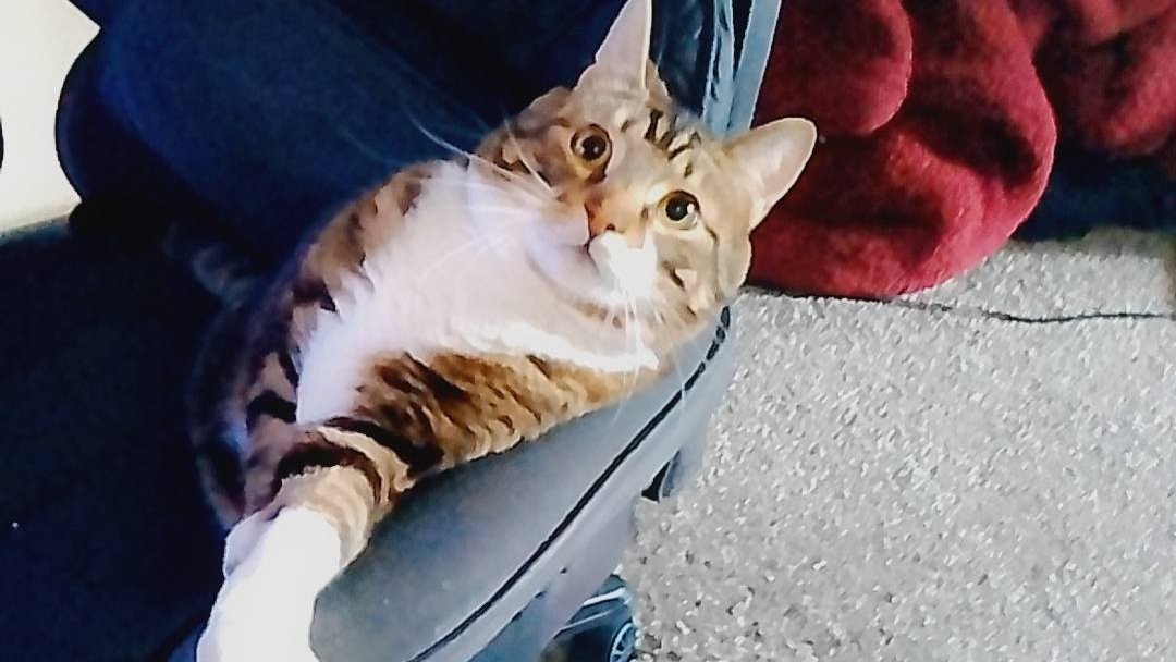DJWarnerStage's tweet photo. 🚨URGENT ATTENTION🚨

I was hoping the interviews I had this month wouldve gone somewhere.. but I've hit dead ends again I really really need yalls immediate help to ensure my survival and health.
More info below/donation links.
Please please rt and share I have until June 5th https://t.co/FcATuhS9Jf