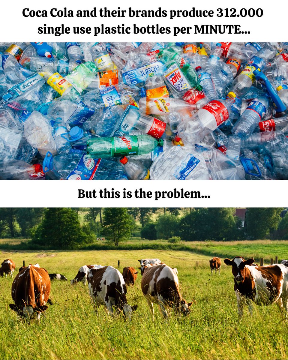 AncestralSkin's tweet photo. Everyone’s worried about THE COWS.

The humble cow grazing on pasture. Living on grass. Doing what it’s done for 10,000 years.

Meanwhile, nobody’s asking questions about the system that actually runs the world’s food supply.

312,000 plastic bottles produced every minute - just by Coca-Cola.

572 pounds of glyphosate sprayed into American soil every minute - on the crops that end up in your “healthy” cooking oils, your plant-based snacks, your kids’ school lunches.

50 million pounds of seed oil - canola, sunflower, soy - churned out and bottled in plastic every single hour. The same oils that didn’t exist in the human diet 100 years ago. The same oils now in virtually every processed food on the shelf.

1.6 million bees killed every hour so California can supply the world with almonds for a milk alternative that’s mostly water, seed oil, and a label that says “sustainable.”

At least 6,200 mice, rabbits, birds, and frogs killed every minute by the machinery and pesticides behind plant-based agriculture. No one counts them. No one labels for them.

The cow is the problem, they say.

The cow that builds topsoil. Sequesters carbon when managed right. Produces milk and meat and fat that humans have eaten since before agriculture existed.

We use grass-fed Irish tallow in every single product we make. One simple ingredient. Using the animal nose-to-tail. Respecting the life of every single cow that gave its life so we can live.

The ancestral way was never the problem.

It was always the industrial system that replaced it.