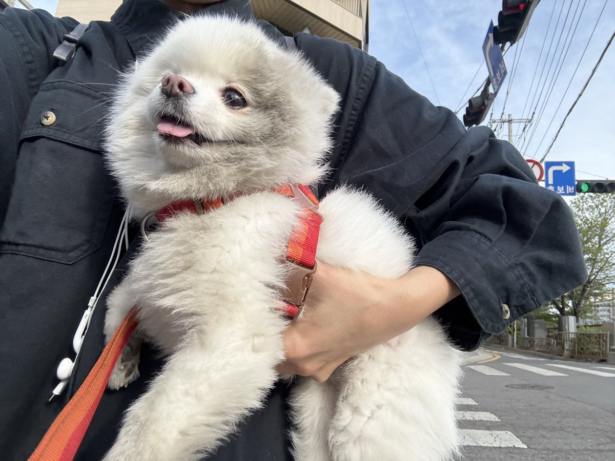 dogkeun's tweet photo. 탄광마을의 흰둥이 https://t.co/yYMO6sUnSG