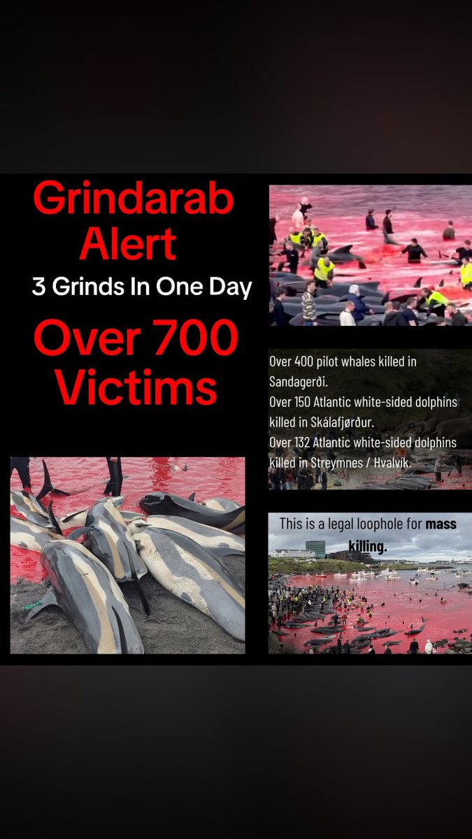 col_theden's tweet photo. Are the barbaric Faroe Islands feeling the heat most of their social media sites have the comments turned off , but it don’t change the fact they are whale murdering scum and Denmark should be ashamed to protect these scum https://t.co/XyV7LWBUdv