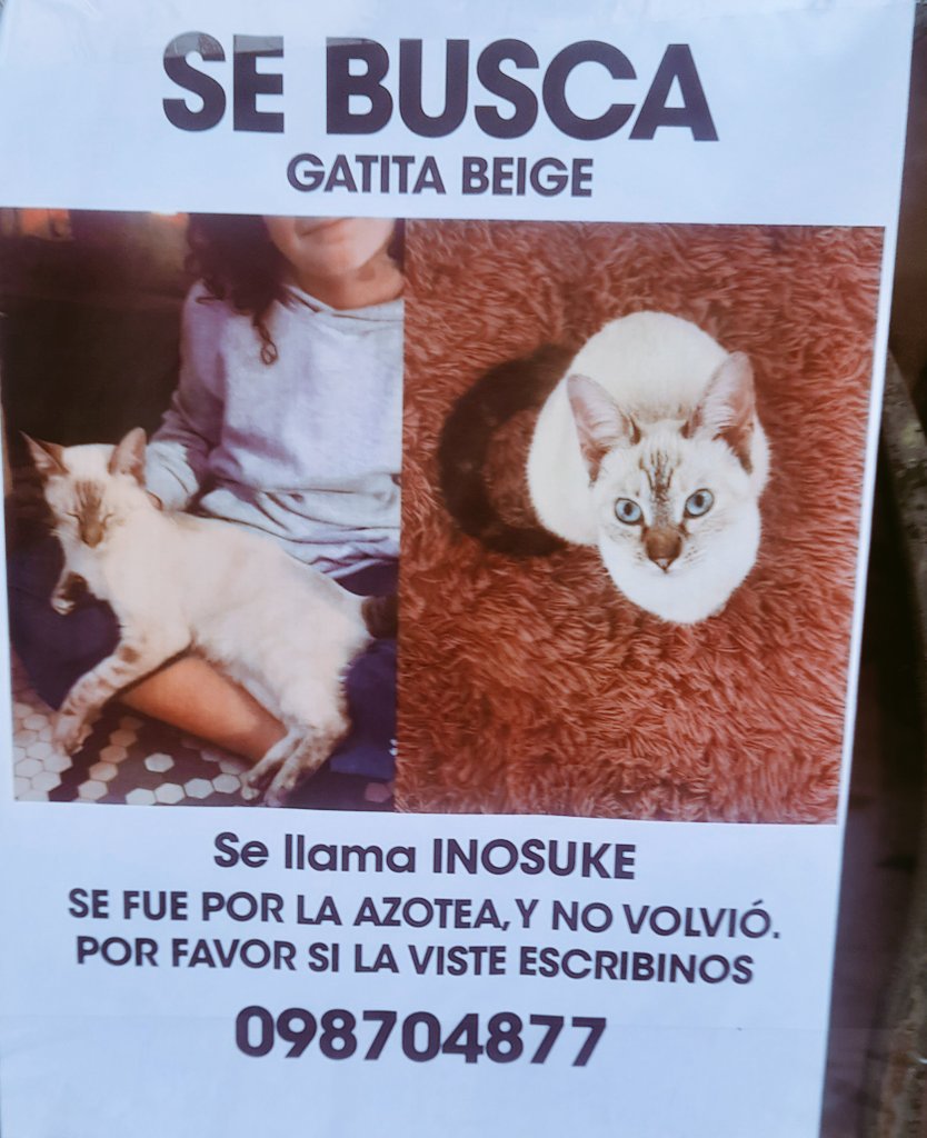 Gustavo F. Insúa tweet media
