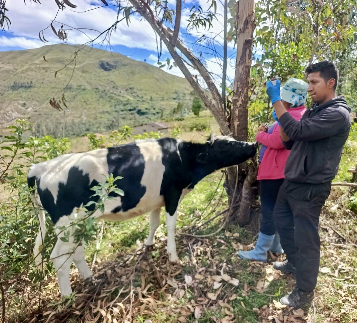 Agricultura_CZ7's tweet photo. #Loja | En la parroquia #SanPabloDeTenta, cantón Saraguro, el #MAG, a través de #PIDARA, brinda asistencia técnica en sanidad animal 🐄🐹, realizando desparasitación, vitaminización y pesaje de bovinos, además de planes de vacunación y manejo nutricional en cuyes. https://t.co/KySeV6EFFn