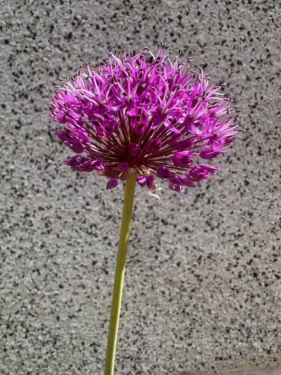 MouseRunning's tweet photo. Not posted in a while. Great to see folks posting their running &amp; fitness journeys. It encourages me, &amp; no doubt many others. I’m keeping up my🏃‍♂️streak. Only the minimum 😔. Tiring at work &amp; busy at home. I’m enjoying the colour in my garden. Peony / Alium / Aqualegia / Quince ☺️ https://t.co/5NP5D5Ln9F