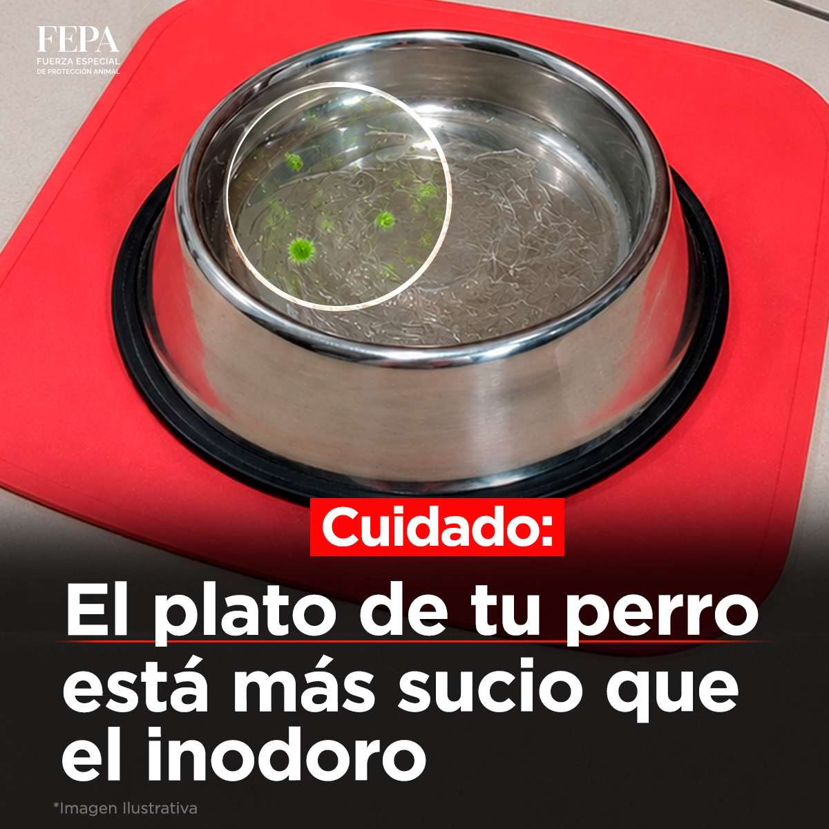 FEPA Protección Animal tweet media