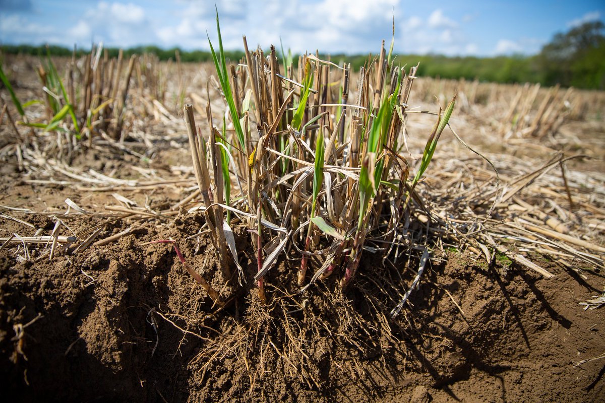 Terravesta's tweet photo. In the latest issue of our newsletterr, we’re looking for UK  growers to join our plug planting programme in spring 2027. We hear why Lincolnshire grower Colin Chappell is expanding his Miscanthus area and explore the growing demand for Miscanthus.

👉 https://t.co/gv3p0G3q41 https://t.co/AWPLDfjBhb