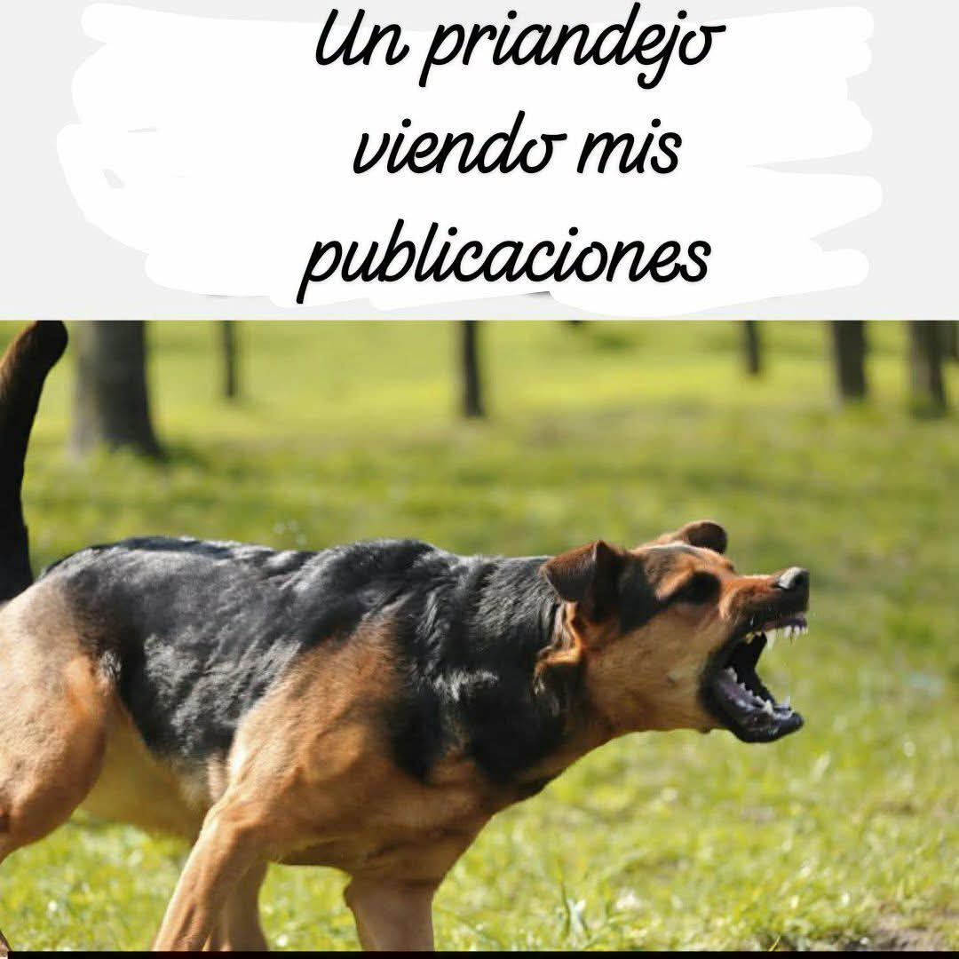 🔥Misfit caza fachitos🔥 tweet media