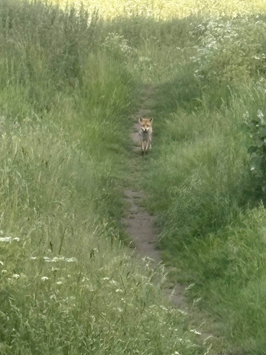 Foxy.. tweet media