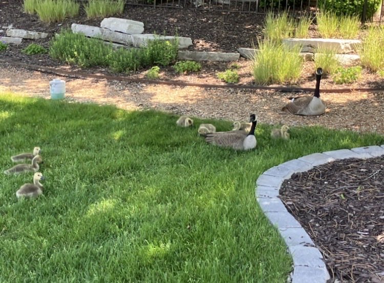 fernbirg's tweet photo. Only a week apart, they grow up so fast. https://t.co/PHcNUv4vg1