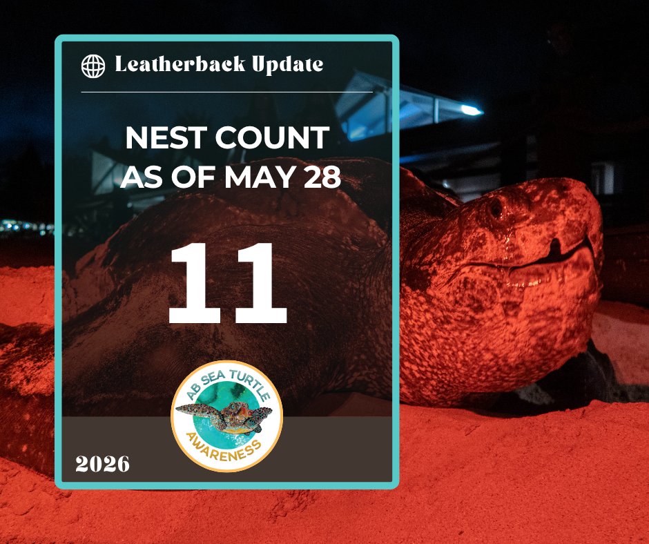 ABSeaTurtles's tweet photo. Since March 10th, we’ve documented 11 leatherback crawls — all resulting in nests 
11 new chances for future generations of sea turtles in Antigua &amp; Barbuda
Thank you to everyone helping protect our nesting beaches.
#ABSeaTurtleAwareness #LeatherbackTurtle #SeaTurtleConservation https://t.co/yh2ffgZBF5