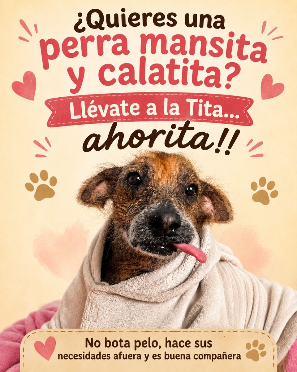 kungfucandy5's tweet photo. Nunca voy a entender como hay gente capaz de abandonar a su mascota

Tita (la perrita q tuve n mi casa x 2 semanas) era claramente una perrita q antes tuvo un hogar.
Sabía cómo hacer la pila afuera, era súper tranquila, obediente, inteligente.
No hay manera q no fuera d casa.
(+) https://t.co/gyRFtPYYer